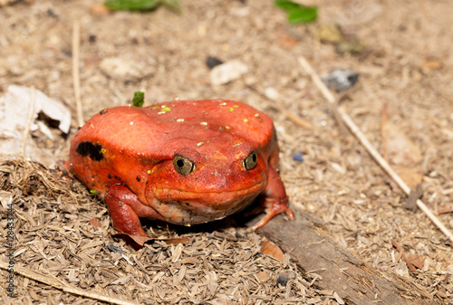 Big red Tomato frog, species of genus Dyscophus (Dyscophus antongilii). It can be found in Maroantsetra city ditch. When threatened, a tomato frog puffs up its body. Madagascar wildlife photo