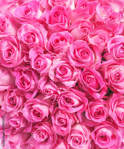 Background image of pink roses © Ruslan Gilmanshin