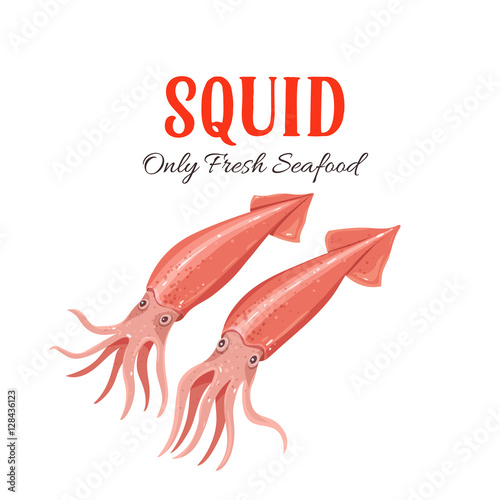 Squid vector illustration in cartoon style.