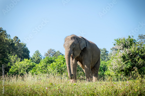 Baby asia elephant in Maesa  Chiangmai Thailand