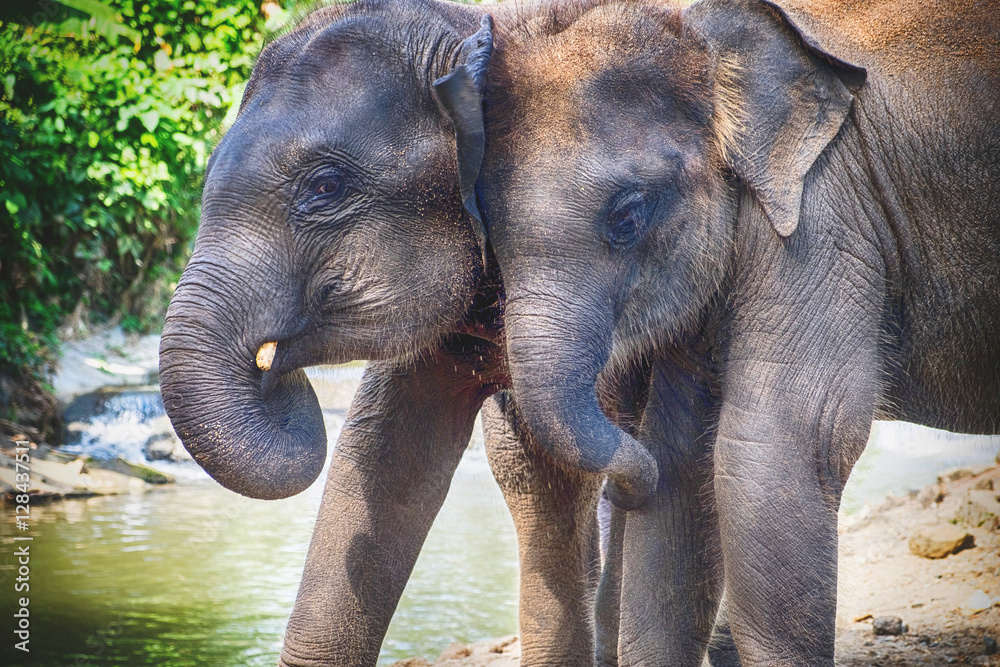 Fototapeta premium Baby asia elephant in Maesa, Chiangmai Thailand