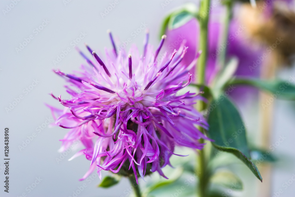 Purple thistle in all its splendor on a greenish unfocused backg Purple thistle in all its splendor on a greenish unfocused backg