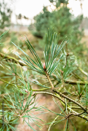 Needles on a pine branch