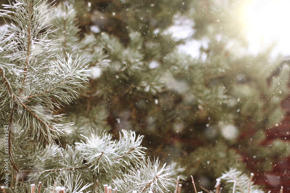 background with snow-covered fir tree branches
