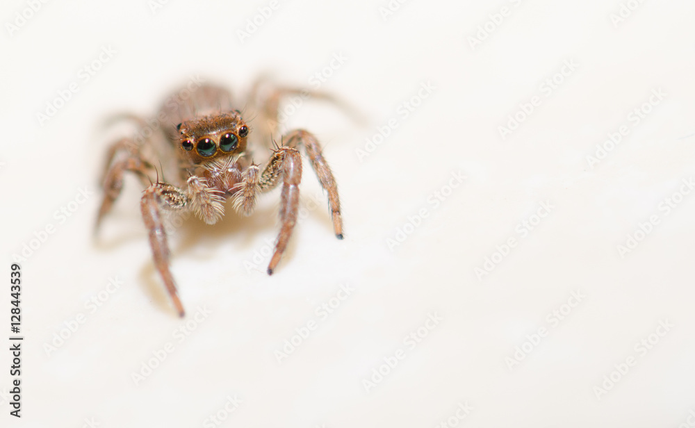 Jumping spider on a white background, beautiful eyes.