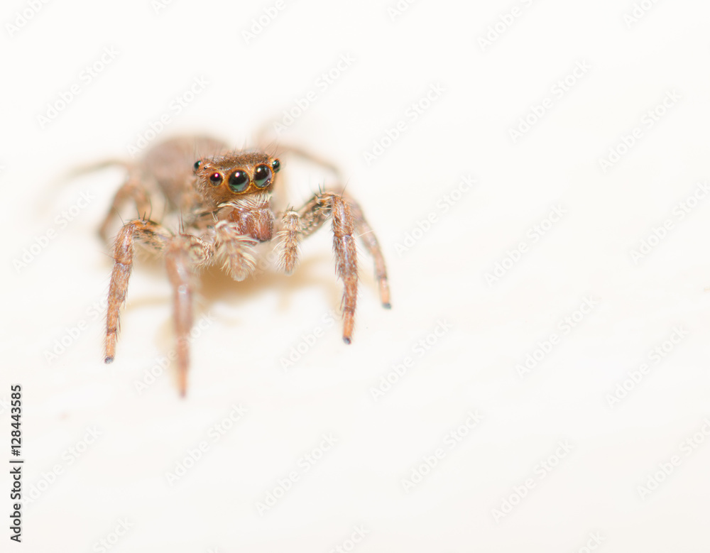 Jumping spider on a white background, beautiful eyes. Jumping spider on a white background, beautiful eyes.