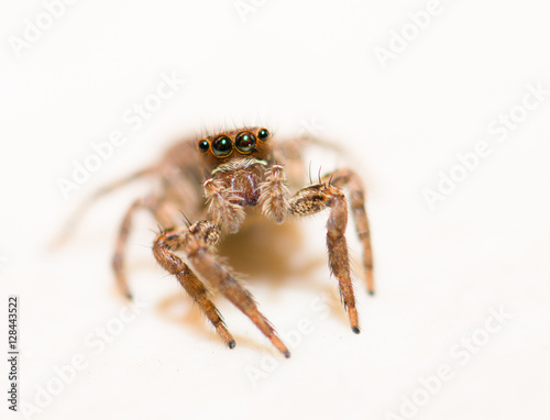 Jumping spider on a white background, beautiful eyes.
