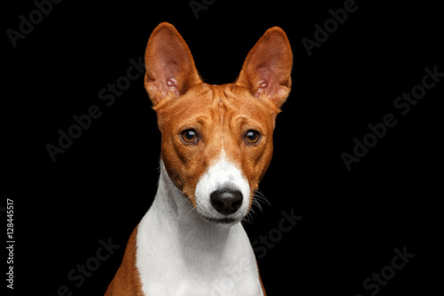 Close-up Funny Portrait White with Red Basenji Dog Curious looking in camera on Isolated Black Background  Font view