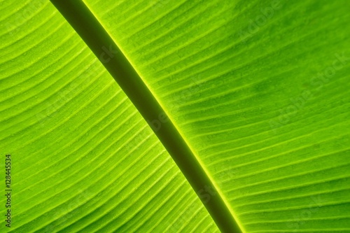 Texture background of backlight fresh green Leaf. banana leaf ba