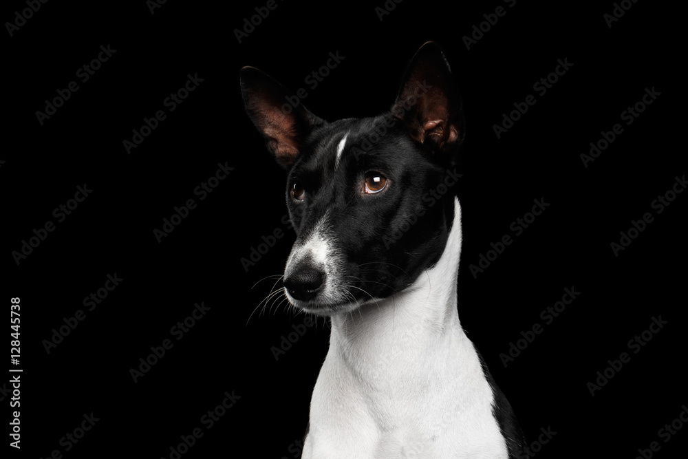 Close-up Funny Portrait White with Black Basenji Dog, looks sorry, on Isolated Black Background