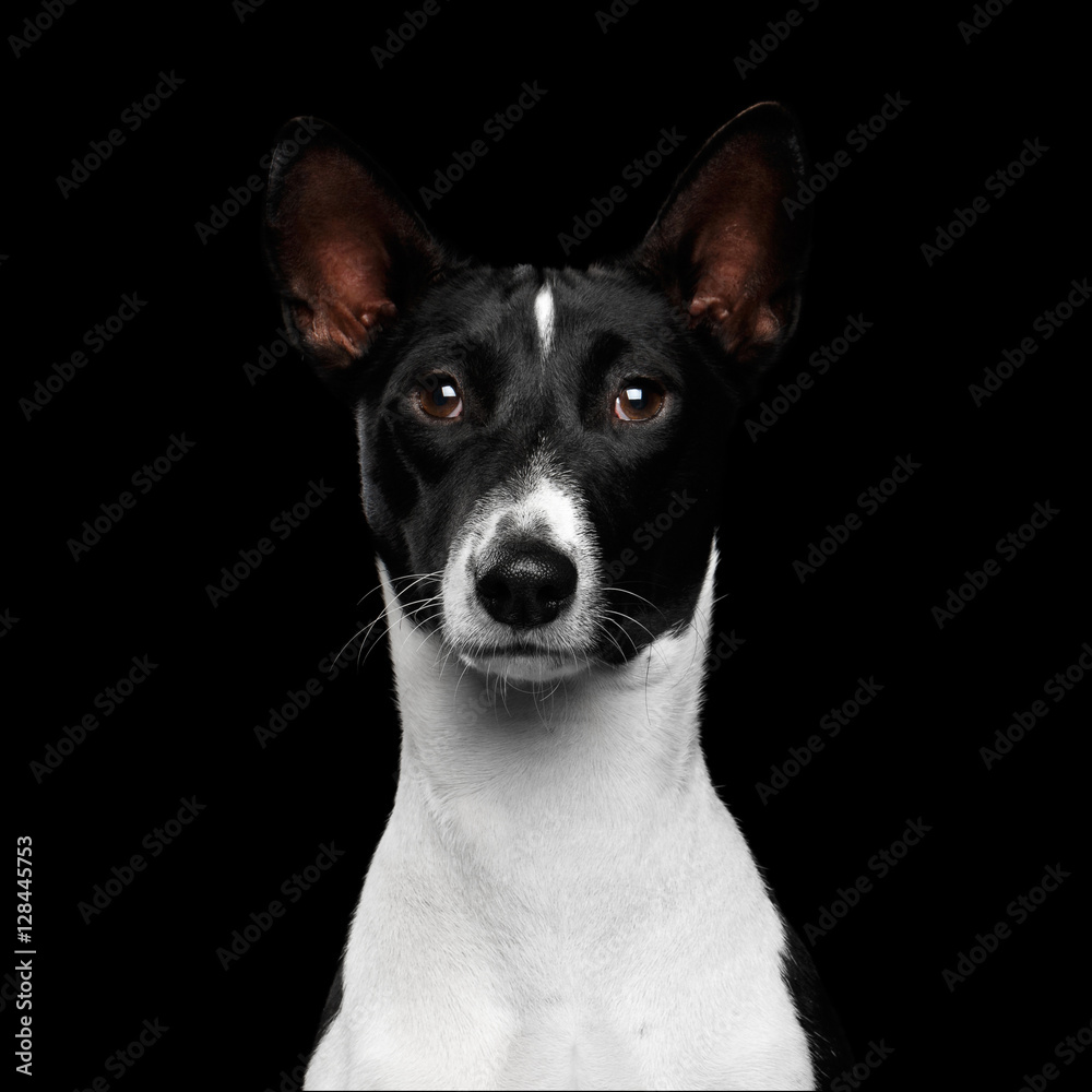 Close-up Funny Portrait White with Black Basenji Dog, Looking in camera on Isolated Black Background