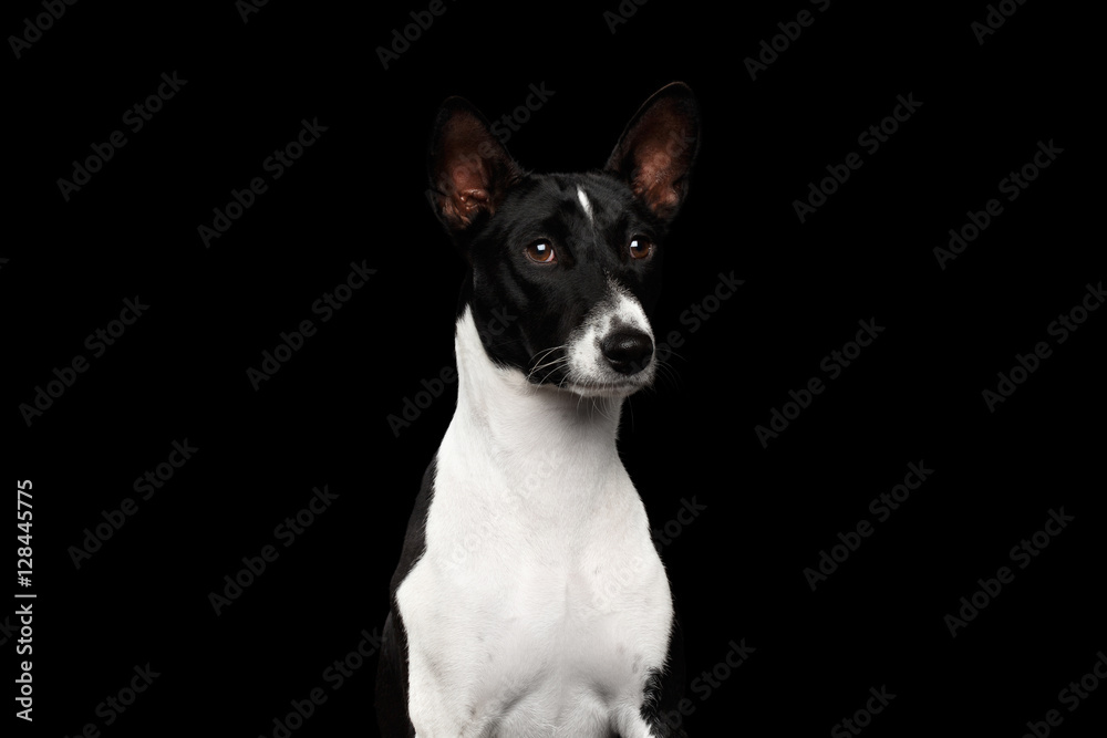 Close-up Funny Portrait White with Black Basenji Dog, Looking side on Isolated Black Background