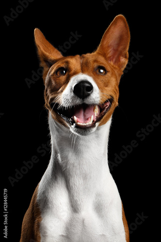 Close-up Funny Portrait White with Red Basenji Dog  happy smiling on Isolated Black Background  Font view