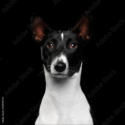 Close-up Funny Portrait White with Black Basenji Dog, Looking in camera on Isolated Black Background