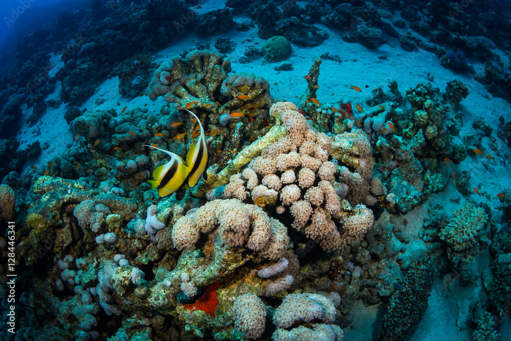 Fototapeta premium Butterfly fishes