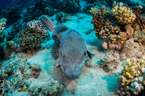 Spotfin Burrfish