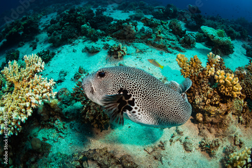 Spotfin Burrfish © sergemi