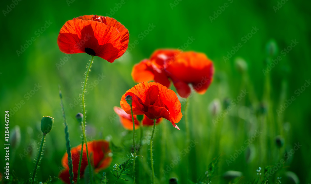 Obraz premium Niesamowite pole makowe. Letnie kwiaty.