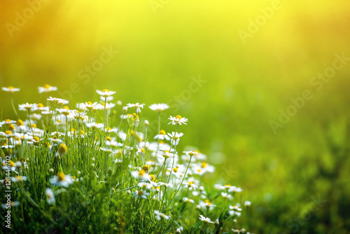 Amazing chamomile field. Summer flowers .