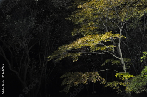 森　紅葉　見上げる　光　ライトアップ　イルミネーション　秋 美しい　夜の森