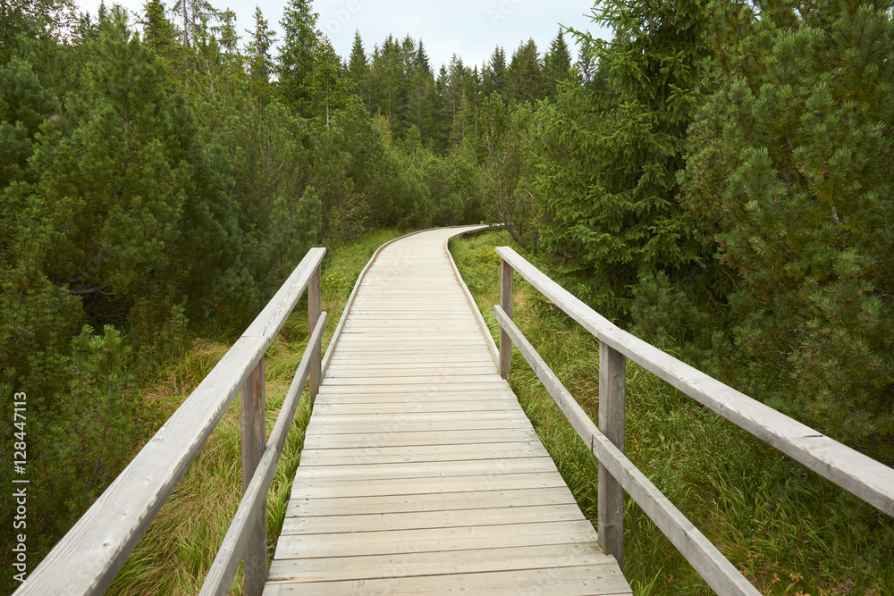 Three lake moor (Trijezerni slat), National Park Sumava, Bohemian forest, Czech Republic

