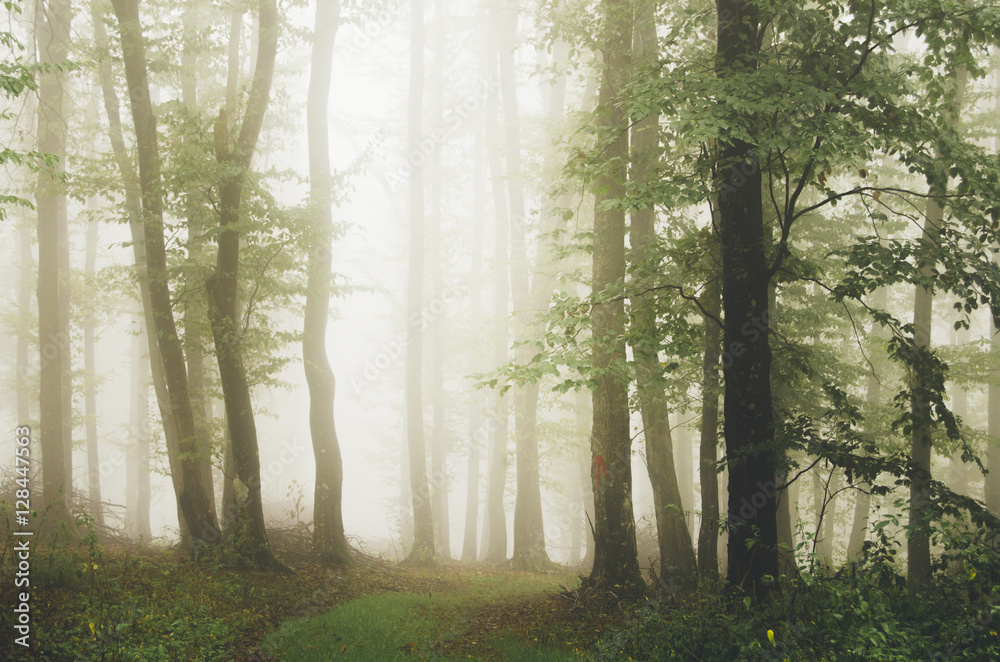 Obraz premium green natural forest