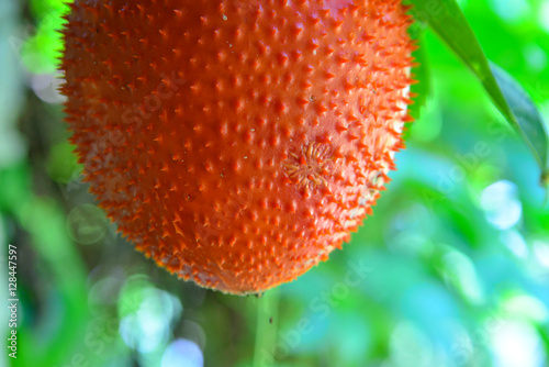 Photography Gac fruit, Baby Jackfruit, Spiny Bitter Gourd, Sweet Grourd or C