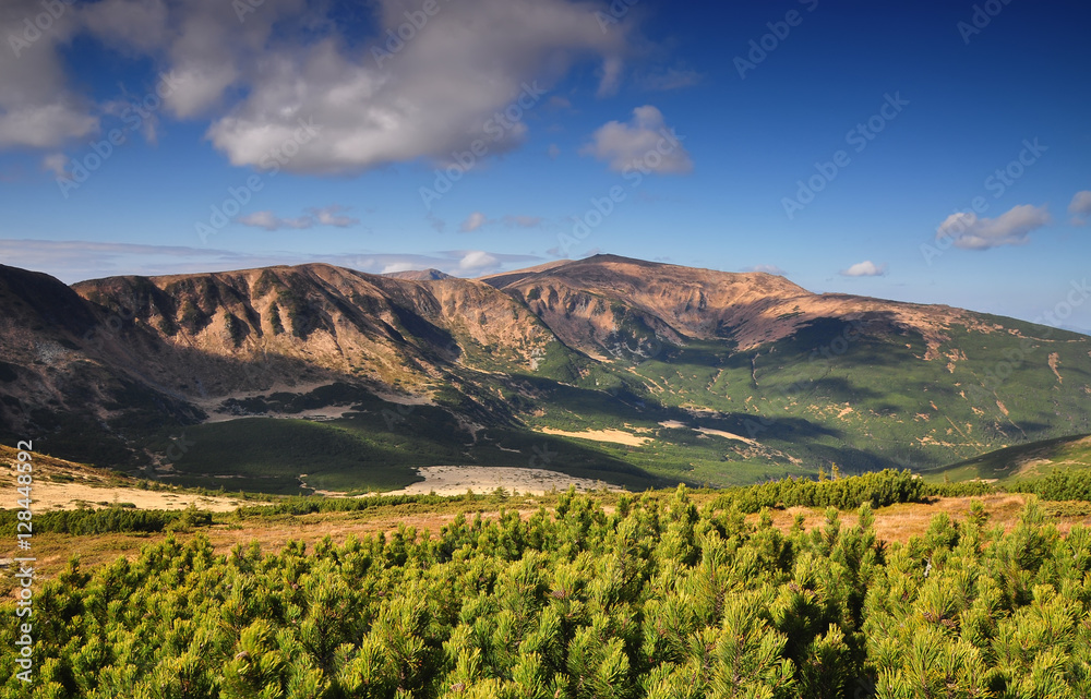 Summer Carpathian landscape with mountain ridge and pine bushes on foreground. 