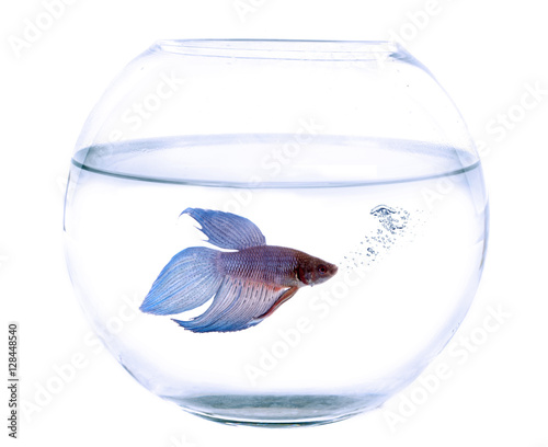 Foto fishbowl and Siamese fighting fish