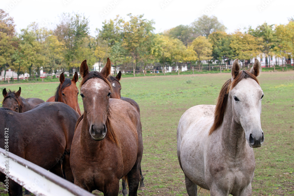 herd of horses in corral on farm herd of horses in corral on farm