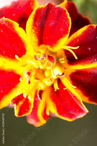 Flower with yellow and red petals