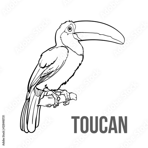 Hand drawn toucan seating on a tree branch, colorful sketch style vector illustration isolated on white background. Hand drawing of toucan, scientific ornithological illustration