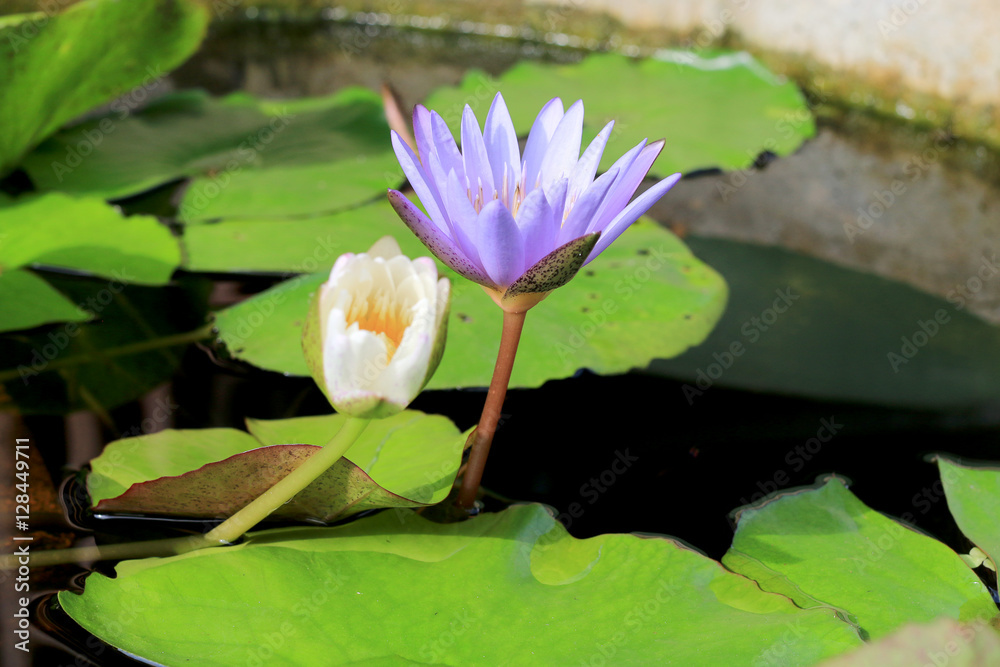 Lotus flower in pond background Lotus flower in pond background