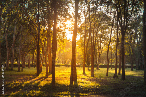 summer sunset in the forest , Thailand