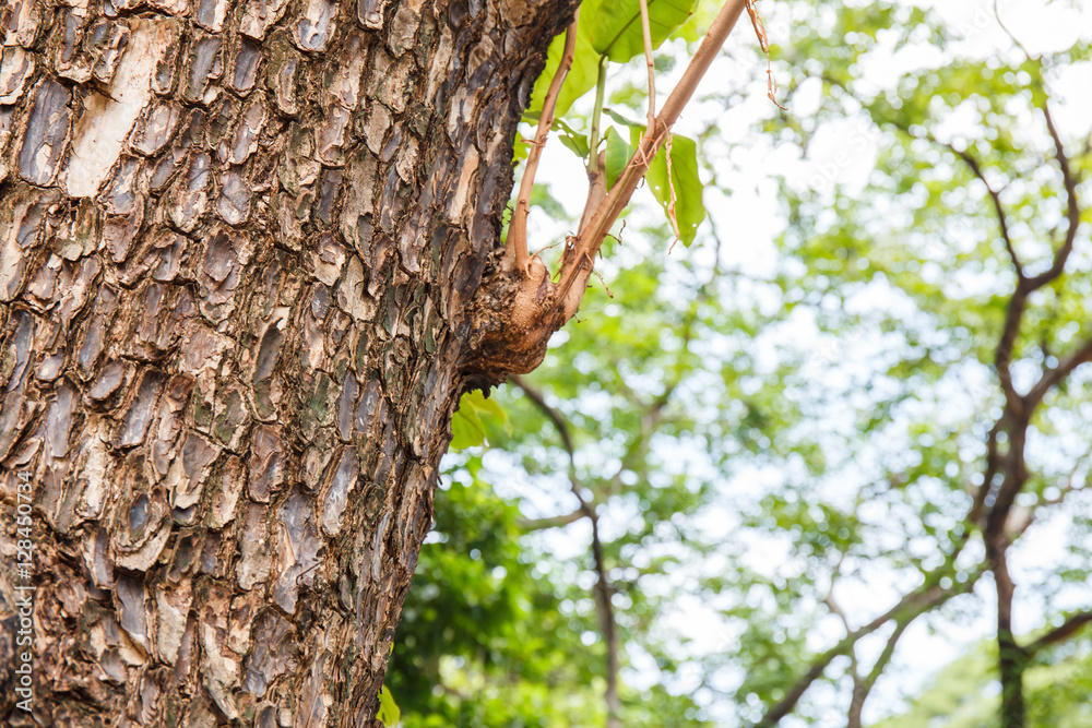Fototapeta premium Closeup of tree trunk details with green bokeh background