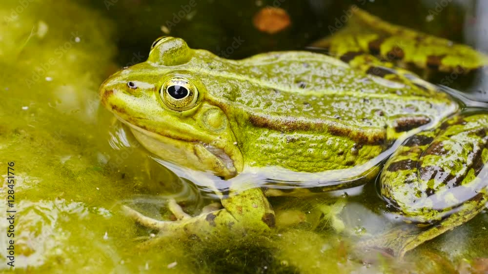 Wasserfrosch, Grünfrosch im Wasser, Rana esculenta Wasserfrosch, Grünfrosch im Wasser, Rana esculenta