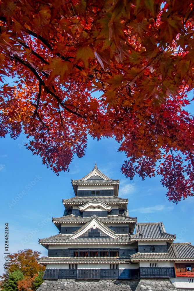 Matsumoto Castle in Autumn with Red Maple Leaf on Sunny Day, Crow Castle, Matsumoto, Nagano prefecture, Japan Matsumoto Castle in Autumn with Red Maple Leaf on Sunny Day, Crow Castle, Matsumoto, Nagano prefecture, Japan