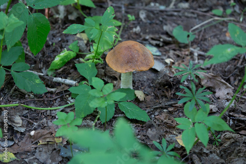 orange hat boletus mushroom in autumn forest