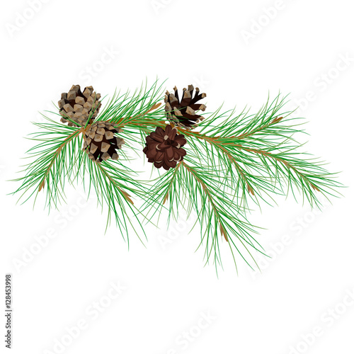 Pine branch with cones. Modern flat decor element for invitations, print, poster, card, banner. Isolated on white background.