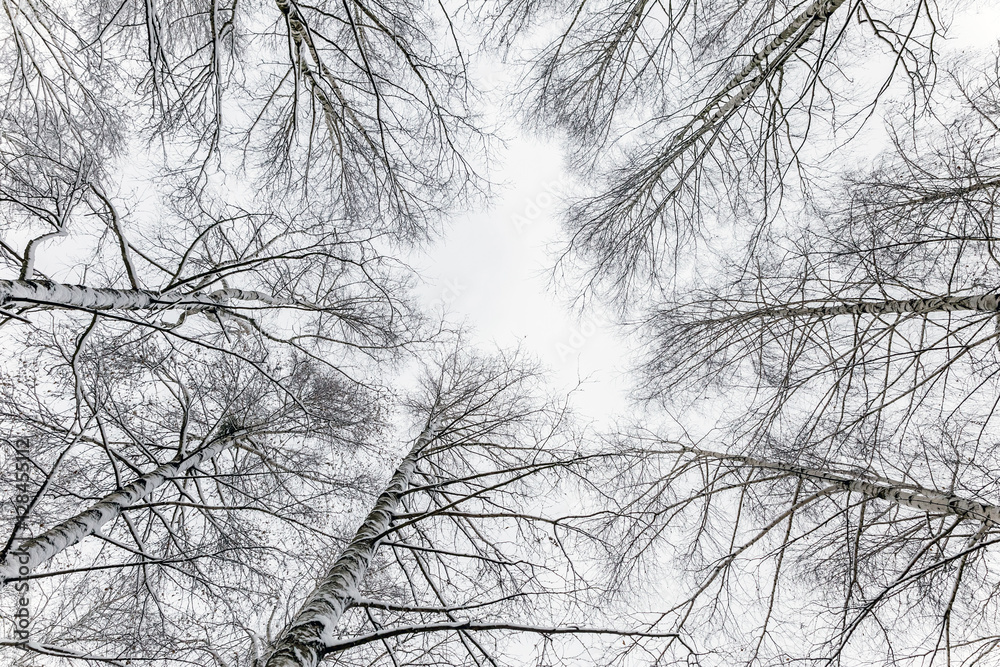 Obraz premium White winter landscape in the forest.