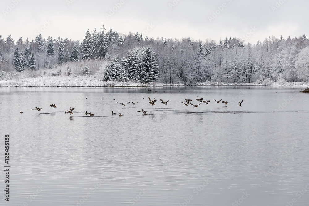 Fototapeta premium White winter landscape lake in the forest
