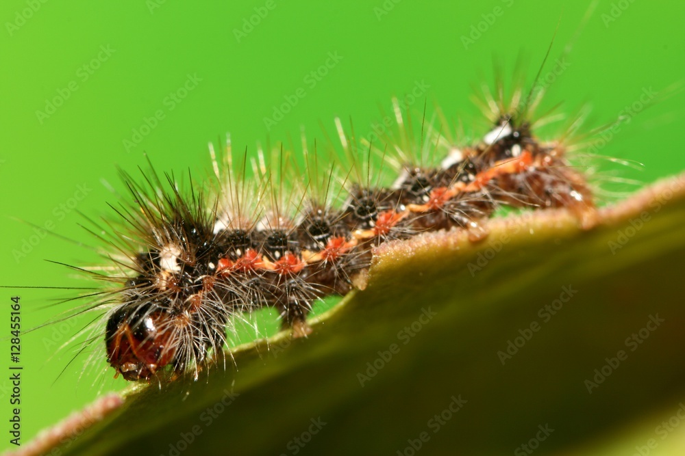 macro de chenille mangeant une feuille