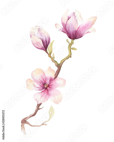 Watercolor Painting Magnolia blossom flower wallpaper decoration © kris_art