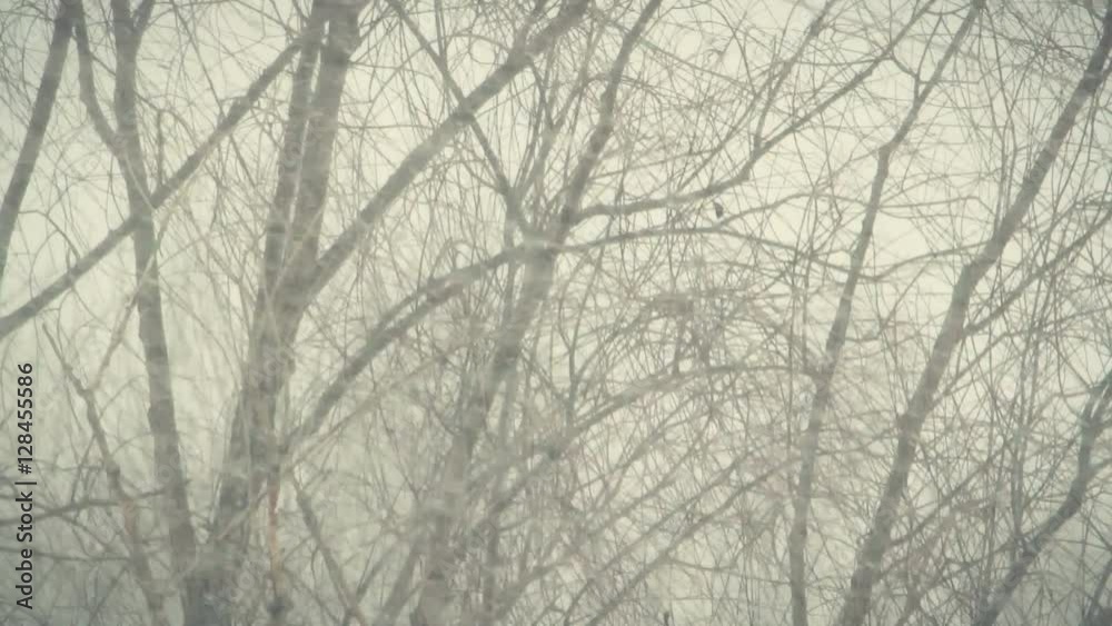 Strong snowstorm. The branches of trees swaying under the influence of snow storm. Strong snowstorm. The branches of trees swaying under the influence of snow storm.