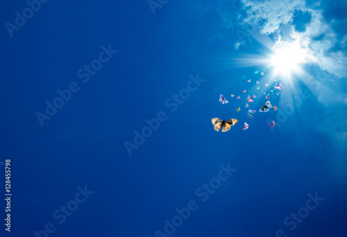 an image of butterflies flying over the sky