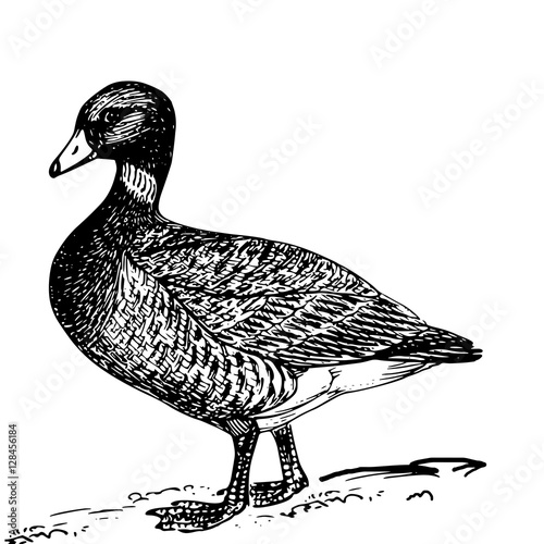 realistic sketch bird duck