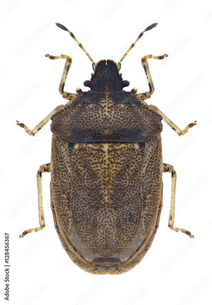 Bug Podops rectidens on a white background Bug Podops rectidens on a white background