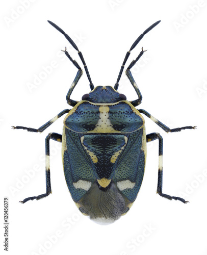 Bug Eurydema oleracea on a white background photo
