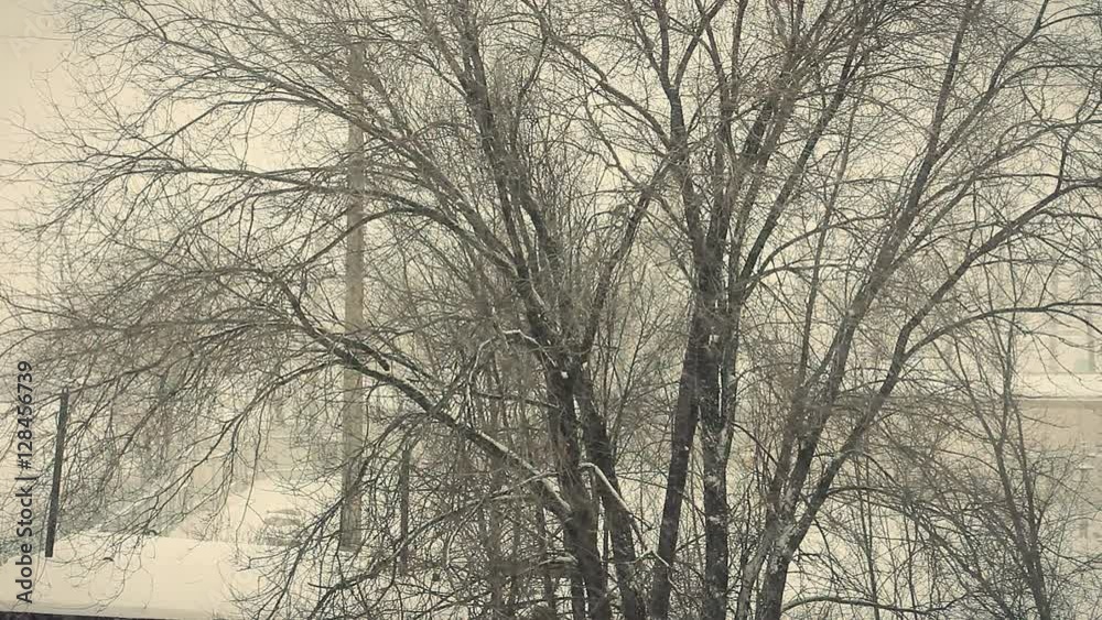 Strong snowstorm. The branches of trees swaying under the influence of snow storm. Strong snowstorm. The branches of trees swaying under the influence of snow storm.