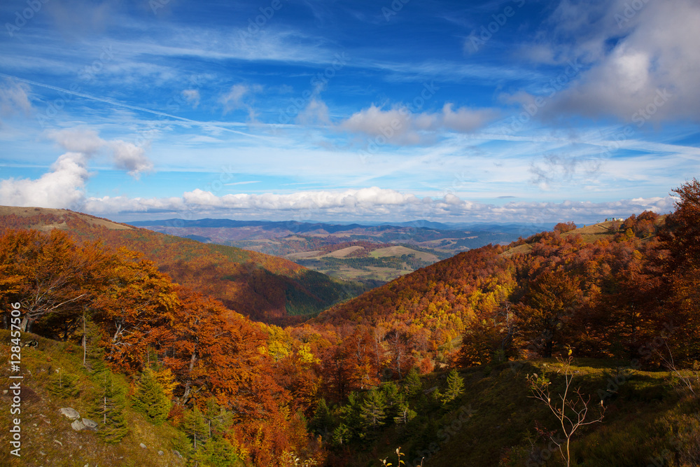 Bright Autumn sky and yellow and red beech forest in the Carpathian Mountains in the golden autumn season.
